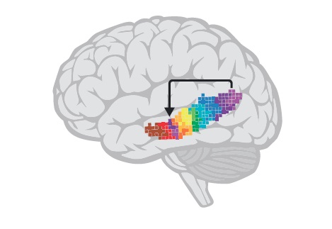 image of the brain with highlighted regions of the temporal cortex that processes sound and speech